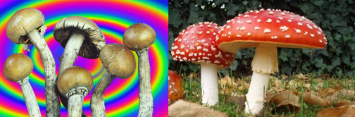 Psilocybin-Mushrooms